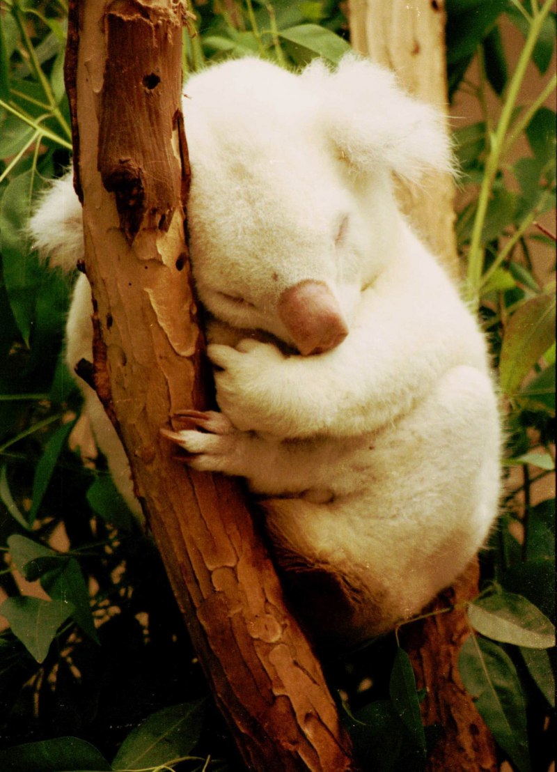 Коала альбинос