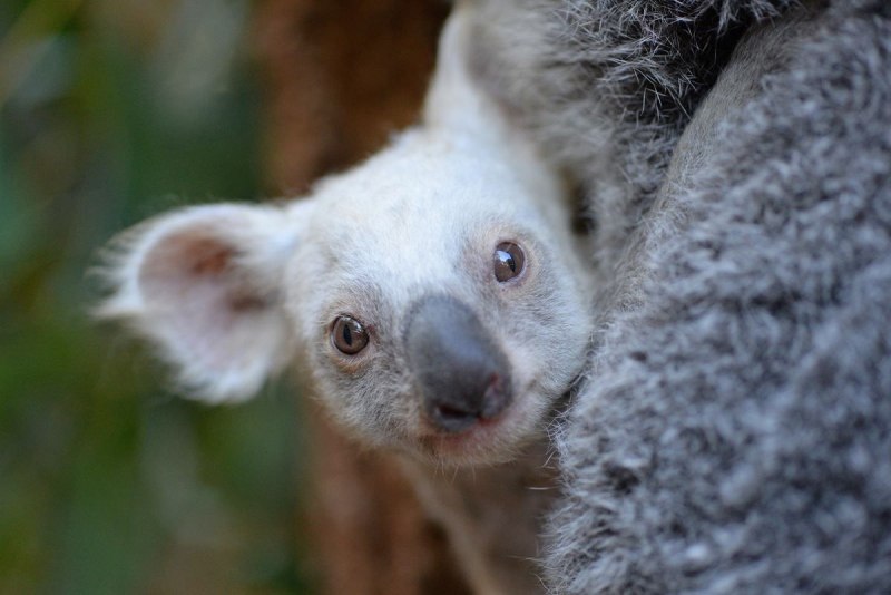 Коала белая коала