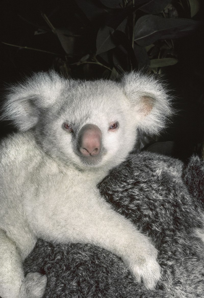 Коала белая коала