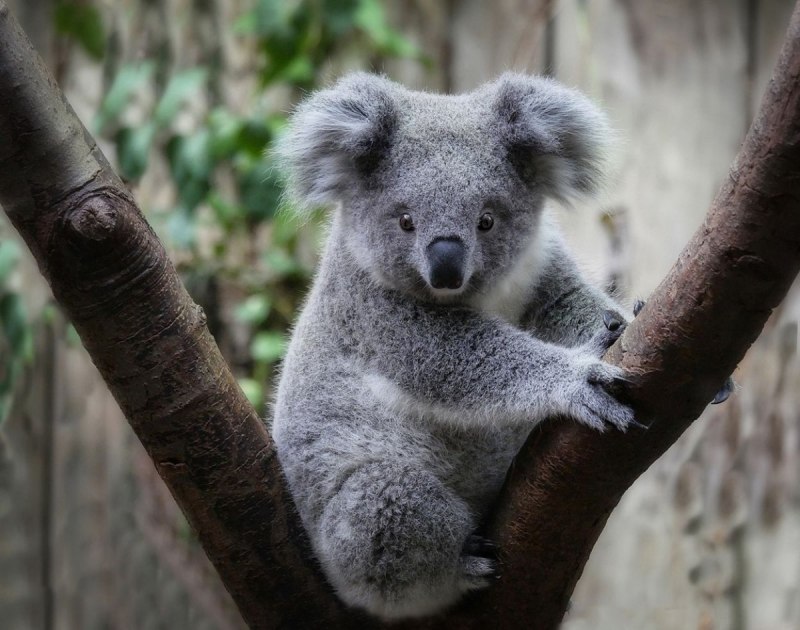 Коала с листом