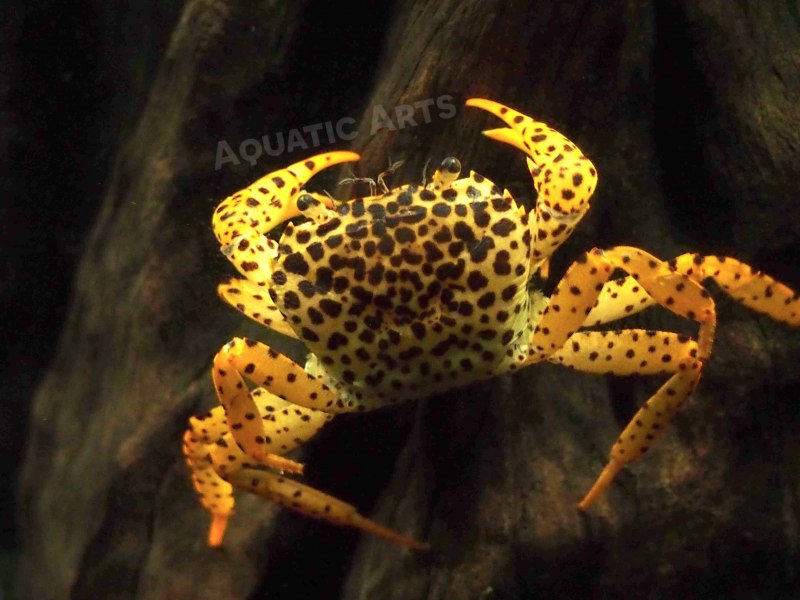 Parathelphusa pantherina