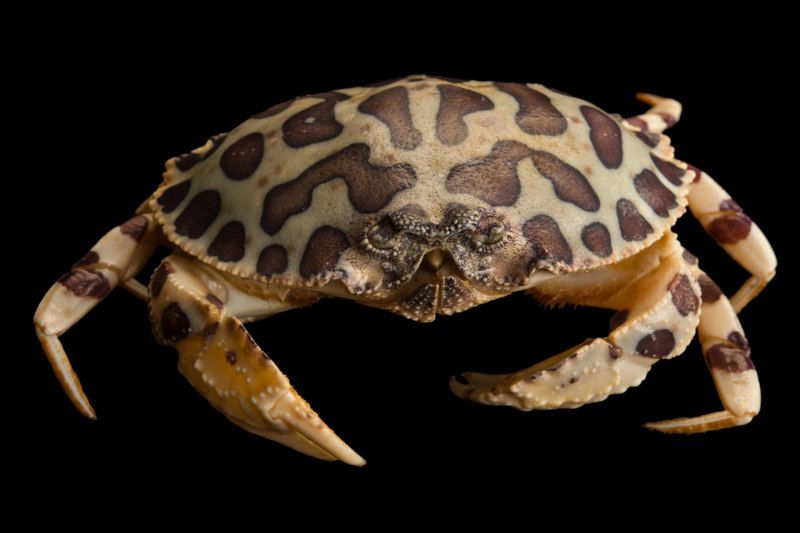 Parathelphusa pantherina