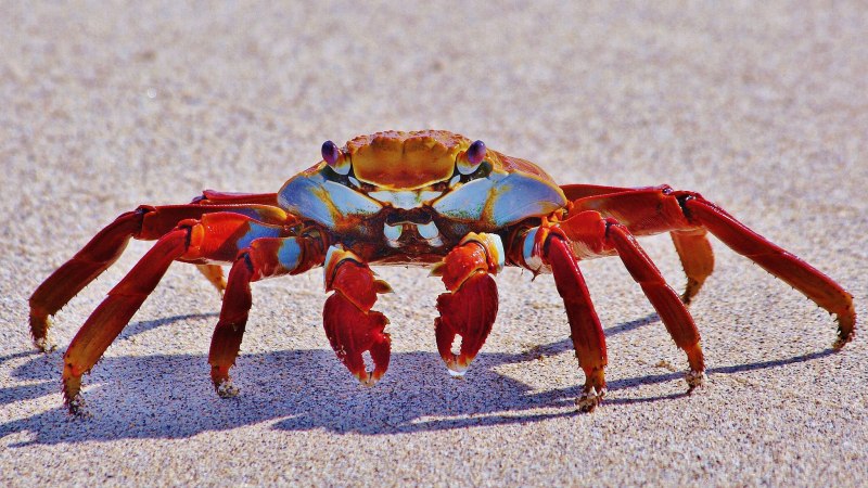 Gecarcinus malpilensis
