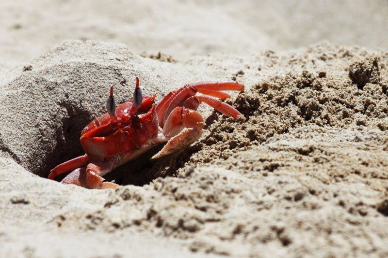 Крабов Gecarcinus lateralis