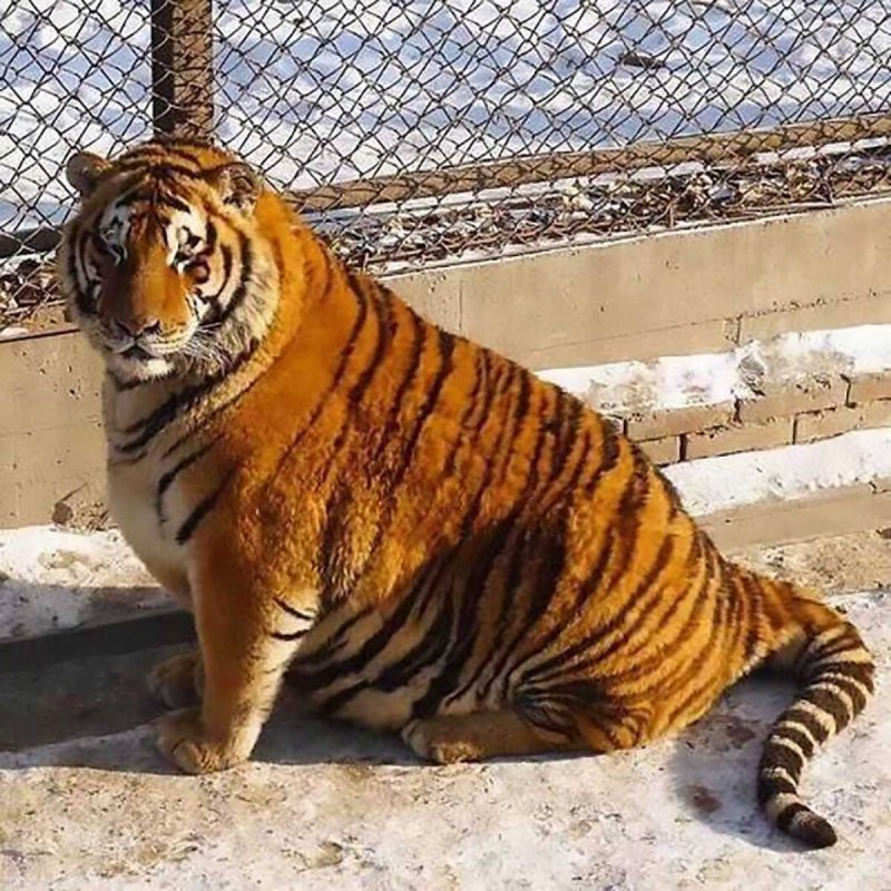 Ты мой тигр
