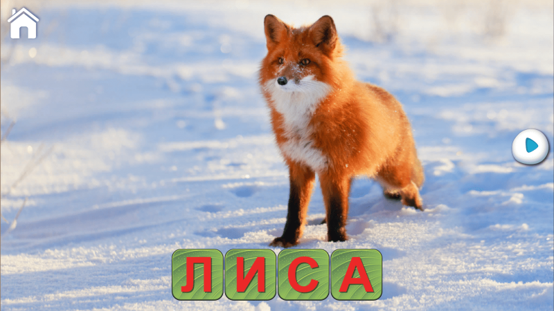 Лиса огневка Камчатка