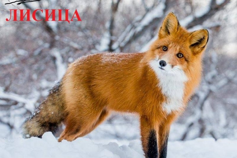 Огнёвка Вятская лиса