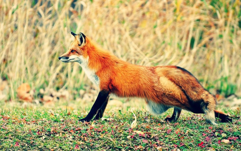 Крестовка / Cross Fox