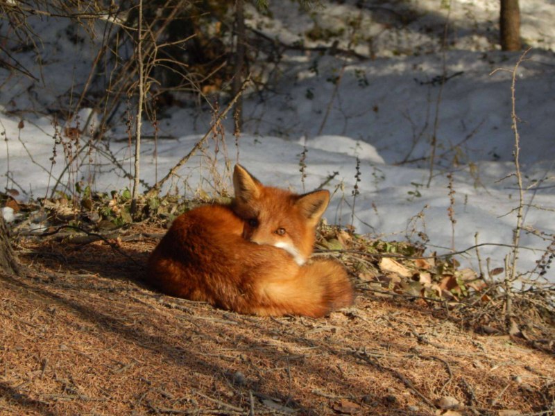 Лиса огневка Чукотка