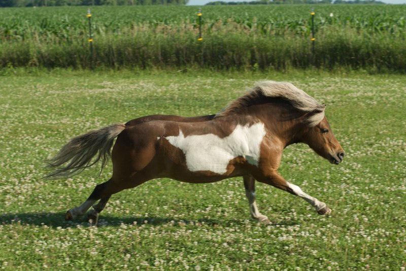 Серая лошадь Уэльс