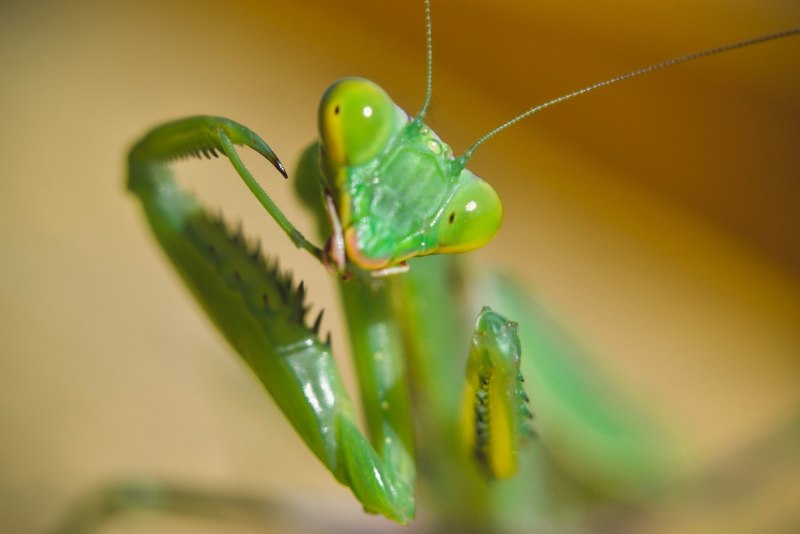 Чертов цветок (Idolomantis diabolica)