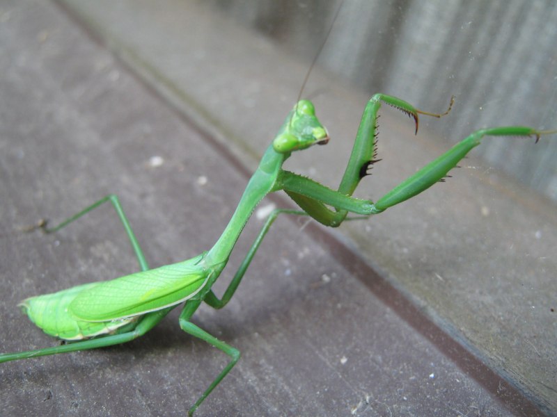 Богомол Mantis religiosa самец