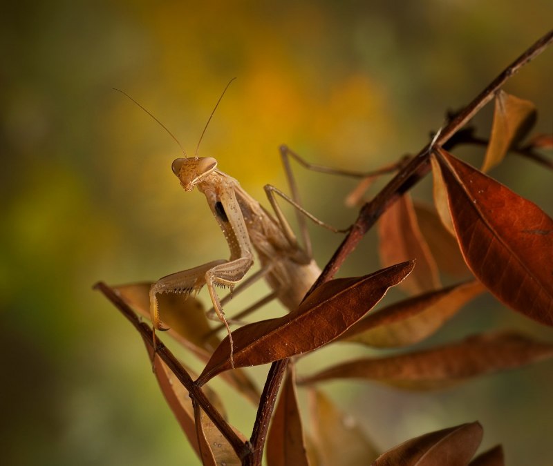 Hierodula venosa богомол