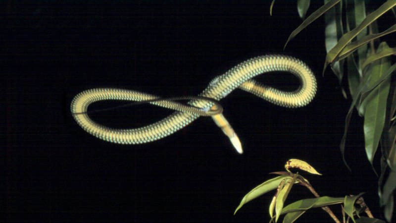 Chrysopelea Paradisi змея