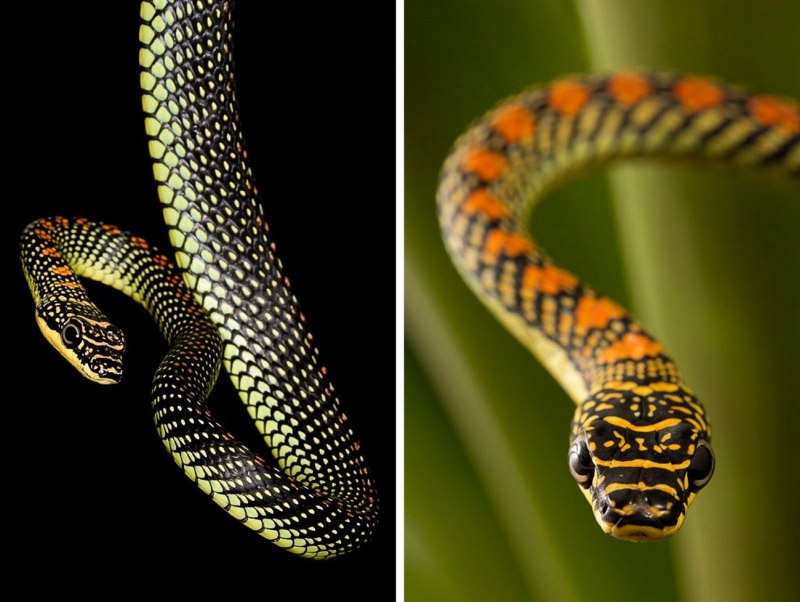 Chrysopelea Paradisi змея