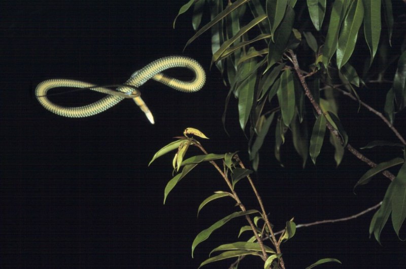 Chrysopelea taprobanica