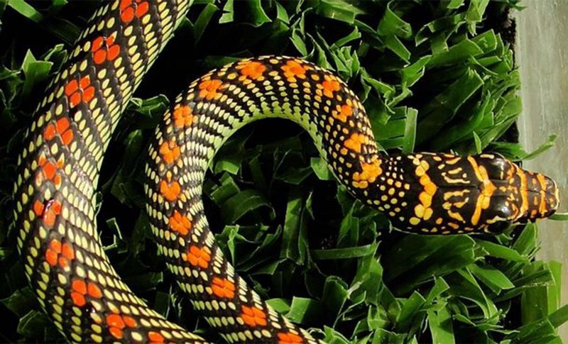 Poisonous змея