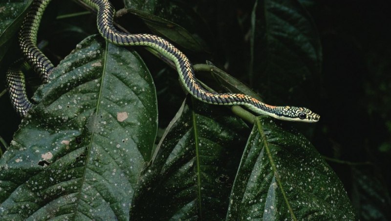 Chrysopelea Paradisi змея
