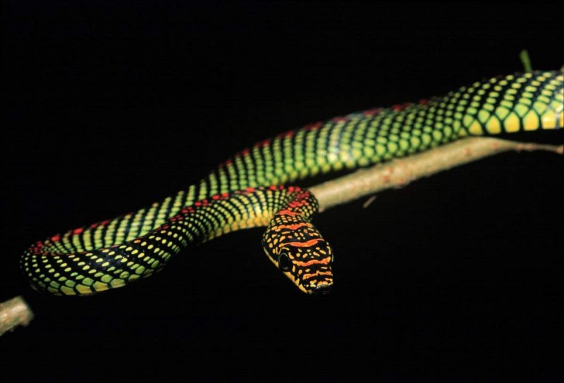 Chrysopelea taprobanica