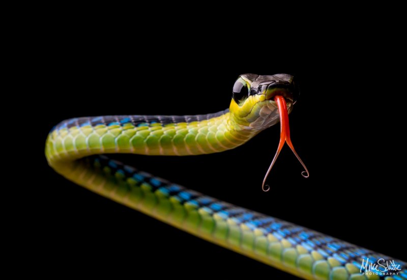 Chrysopelea Paradisi змея