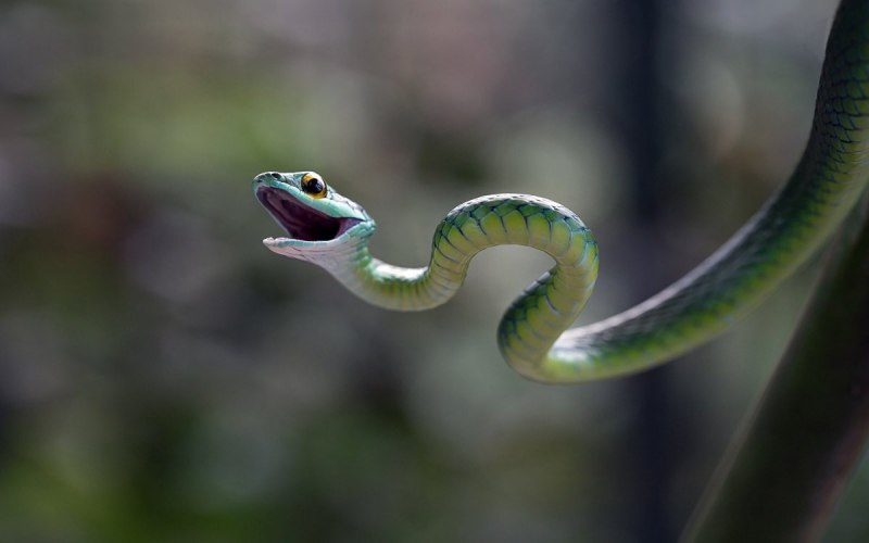 Chrysopelea taprobanica