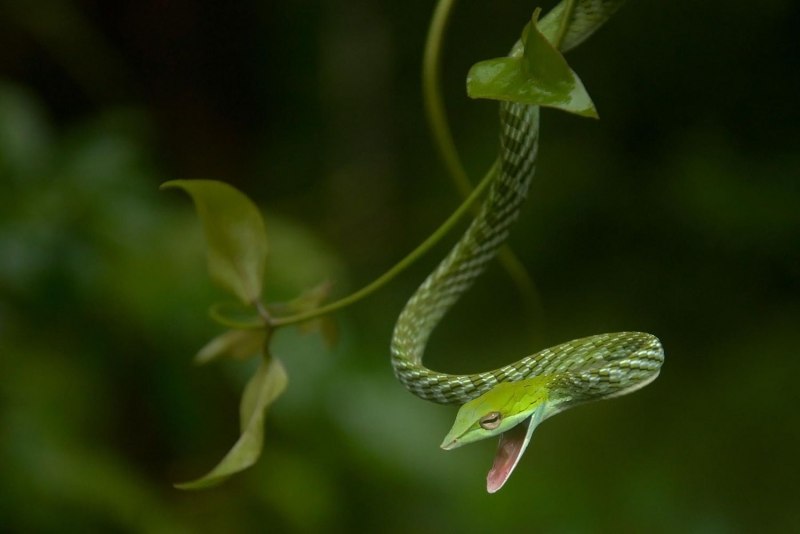 Chrysopelea Paradisi змея