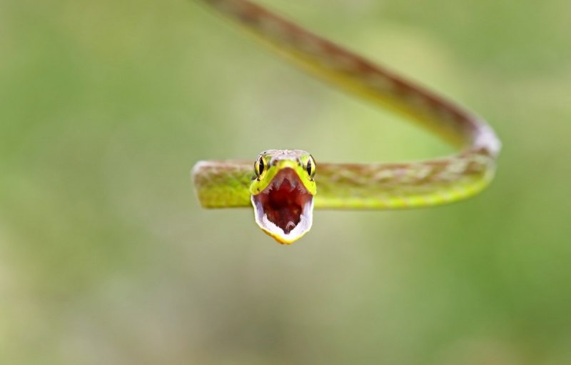 Chrysopelea taprobanica