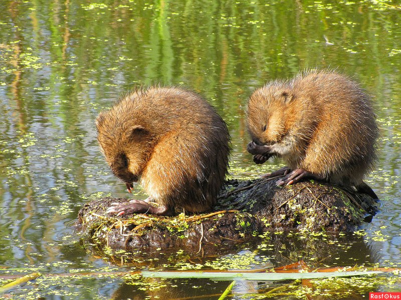 Ondatra zibethicus