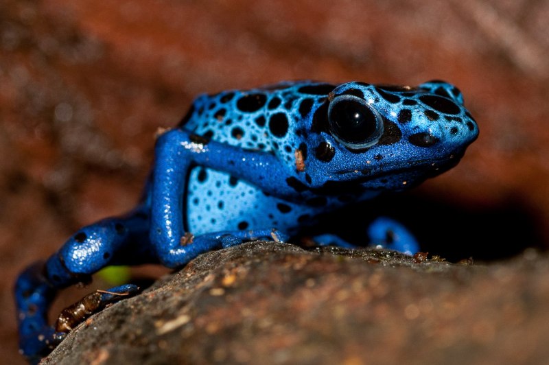 Голубой древолаз (dendrobates Azureus)