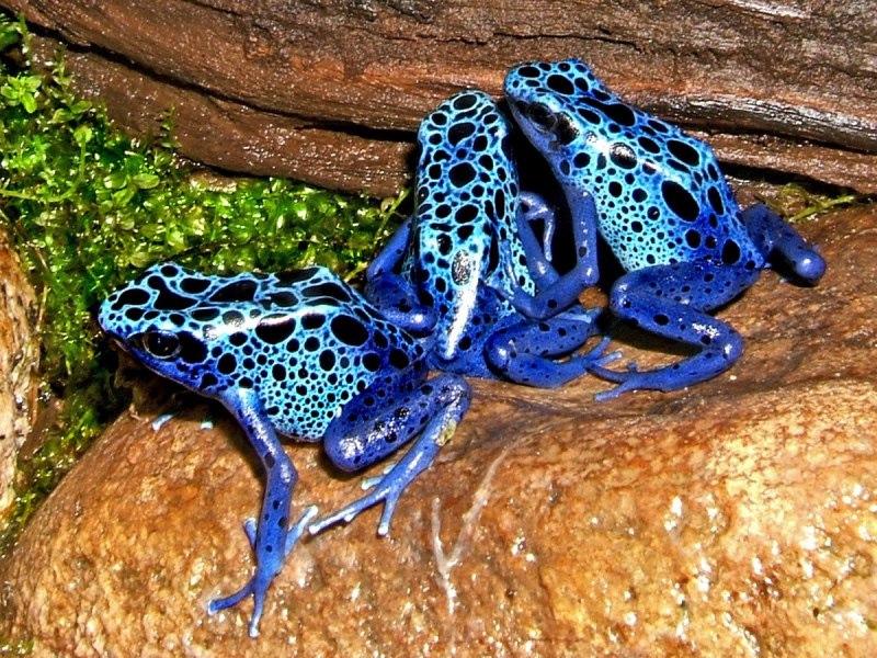 Голубой древолаз (dendrobates Azureus)