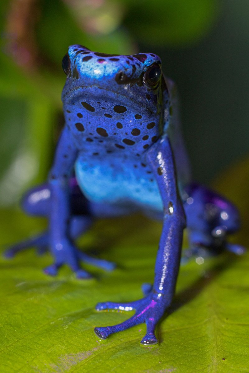 Голубой древолаз (dendrobates Azureus)