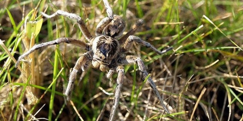Poecilotheria Metallica паук