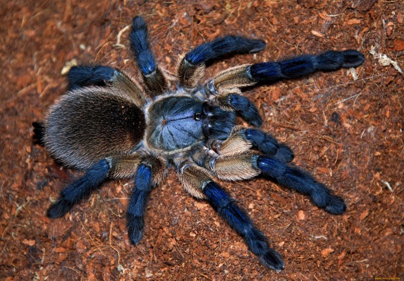 Lycosa carolinensis