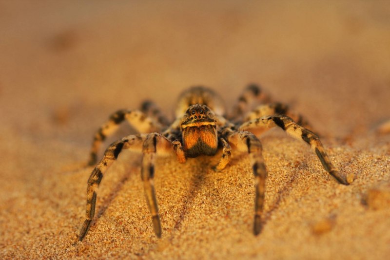 Pamphobeteus Antinous