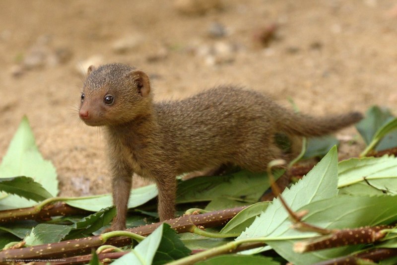 Snake & Mongoose
