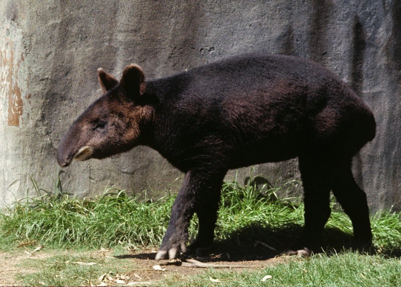 Tapirus pinchaque