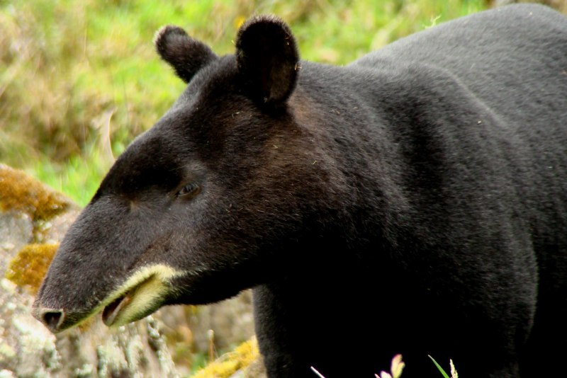 Tapirus pinchaque