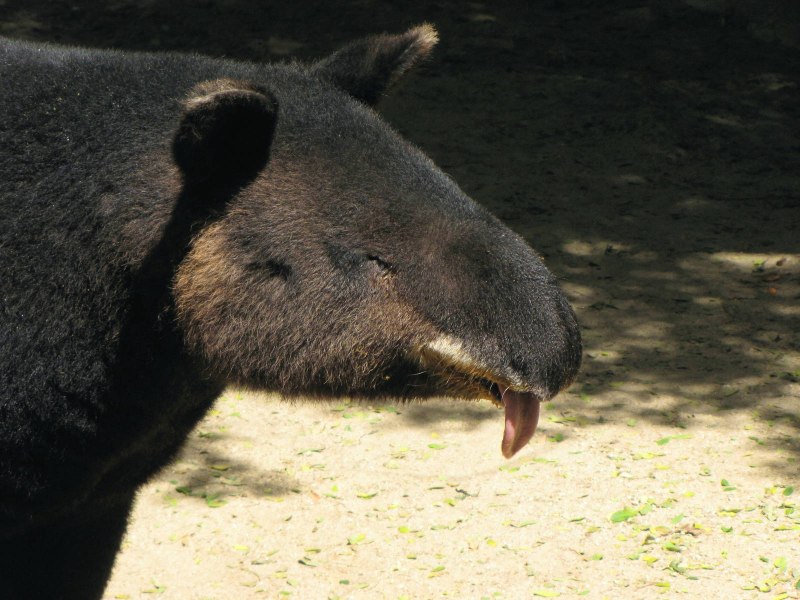 Tapirus pinchaque