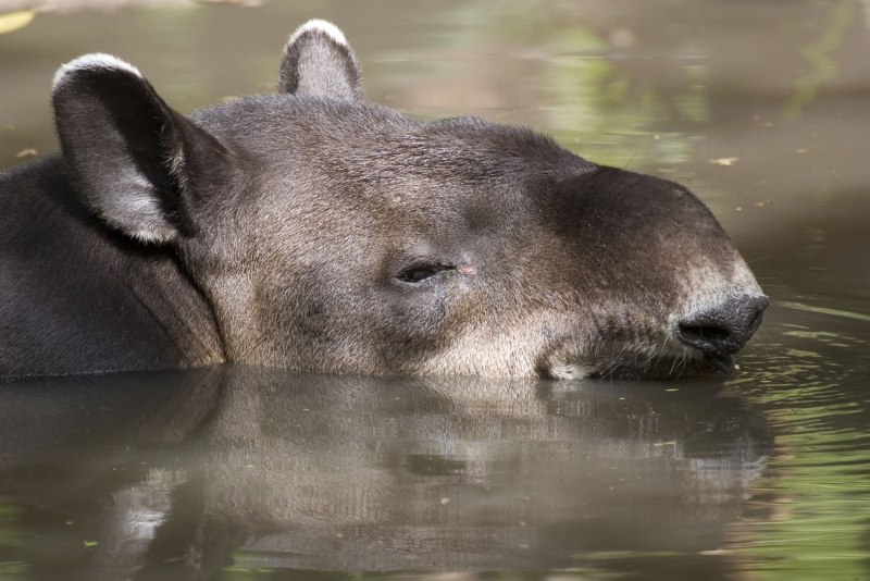 Горный тапир (Tapirus pinchaque)