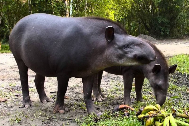 Tapirus terrestris