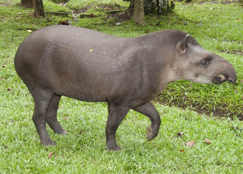 Mountain Tapir