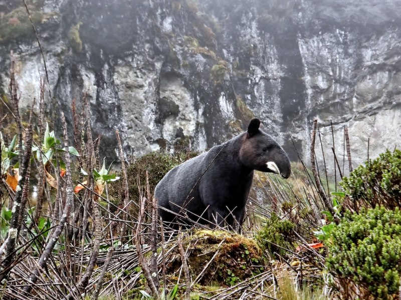 Горный тапир (Tapirus pinchaque)