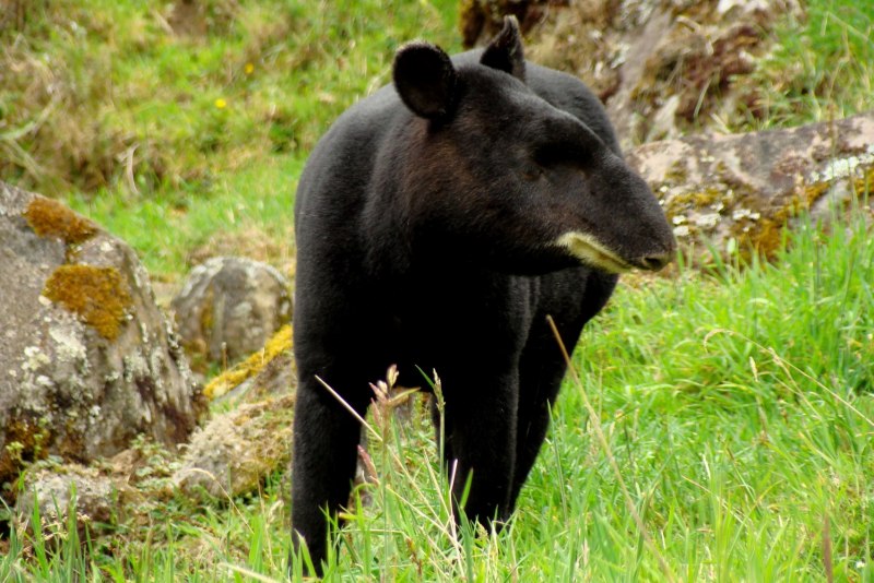Горный тапир (Tapirus pinchaque)Латимерия