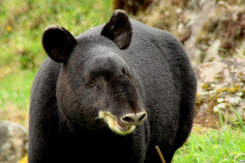 Tapirus pinchaque