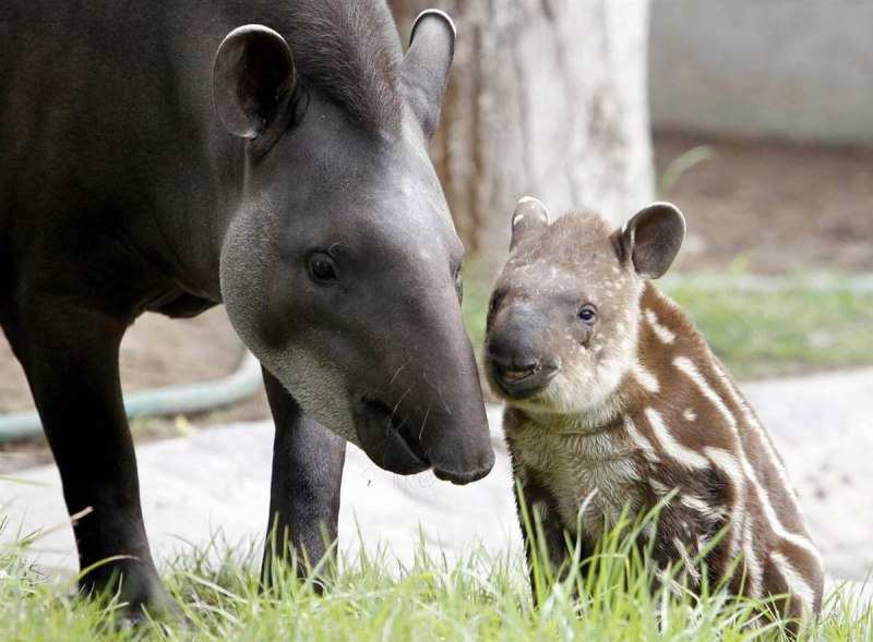 Горный тапир (Tapirus pinchaque)Латимерия