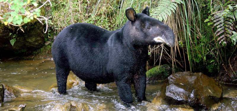 Горный тапир (Tapirus pinchaque)