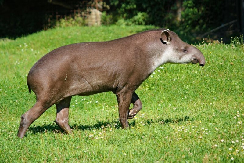 Tapirus pinchaque
