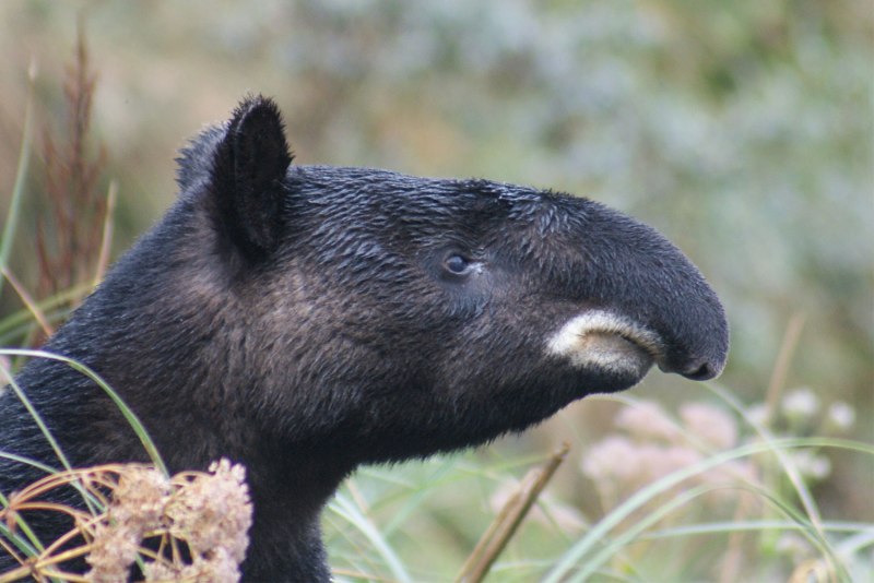 Горный тапир (Tapirus pinchaque)Латимерия