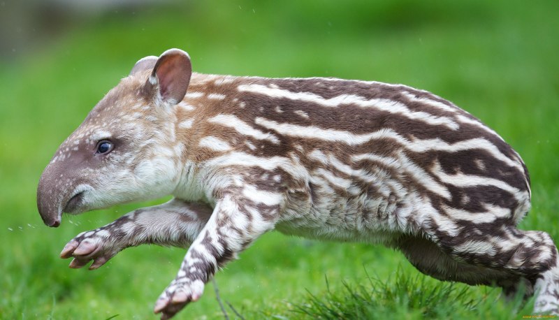 Mountain Tapir