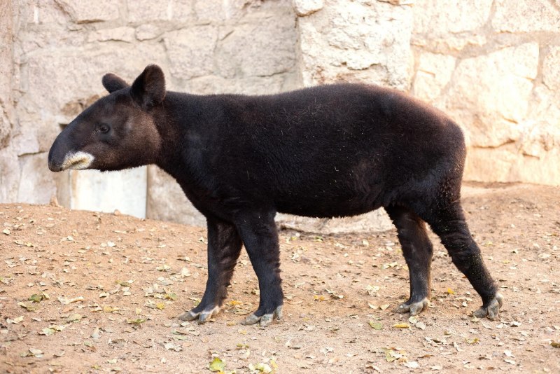 Горный тапир (Tapirus pinchaque)